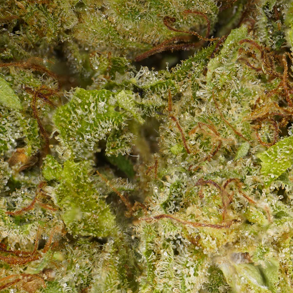 Plutonium CBD Hydroponique - Fleur CBD Verdanza